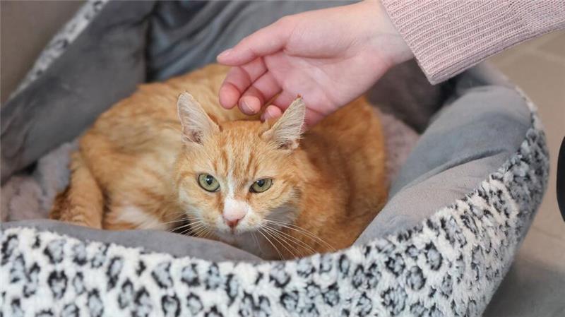 Kater Albert toleriert die menschliche Nähe - ein Fortschritt.