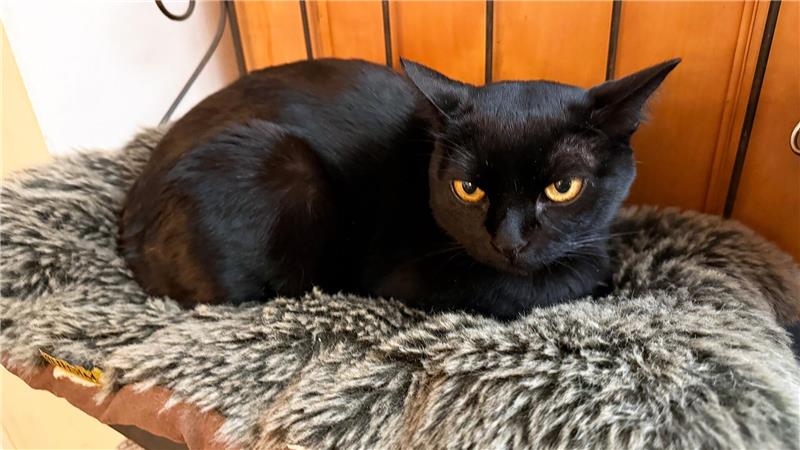 Kater Aramis wurde schmerzlich vermisst - dann kam er zurück zu seinen Besitzern auf die Nordseeinsel Norderney. (Archivbild) 