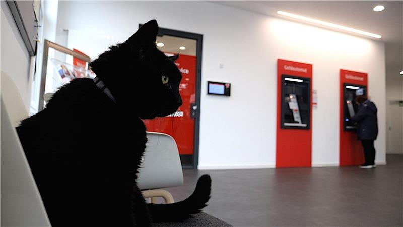 Kater Gorden bekommt in einer Bankfiliale im friesischen Bockhorn Krauleinheiten von Kunden und Bankangestellten. (Archivbild)