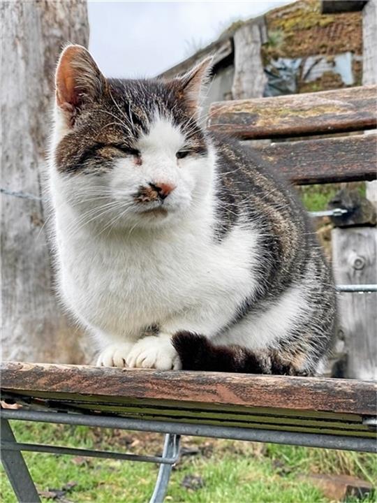 Kater Hugo ist verstorben.  Foto: Privat