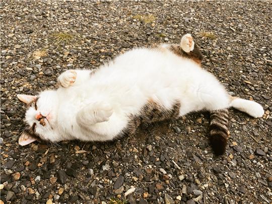 Kater Hugo rekelt sich wieder genüsslich auf dem Gelände des Wildkatzengeheges. Fotos: Wackrow