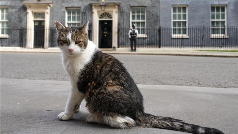 Kater Larry, „Oberster britischer Mäusejäger“, sitzt nach den Kommunalwahlen gegenüber von Downing Street 10 in London.