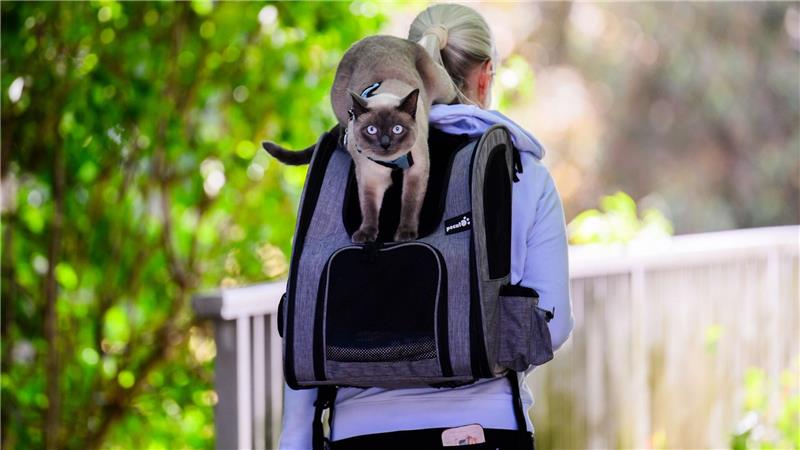 Kater „Pumpkin“ wird von seinem „Frauchen“ im nidersächschen Laatzen auf einem Rucksack spazieren getragen. Die sonst im Haus gehaltene Katze kann so ein bisschen Frischluft schnuppern.
