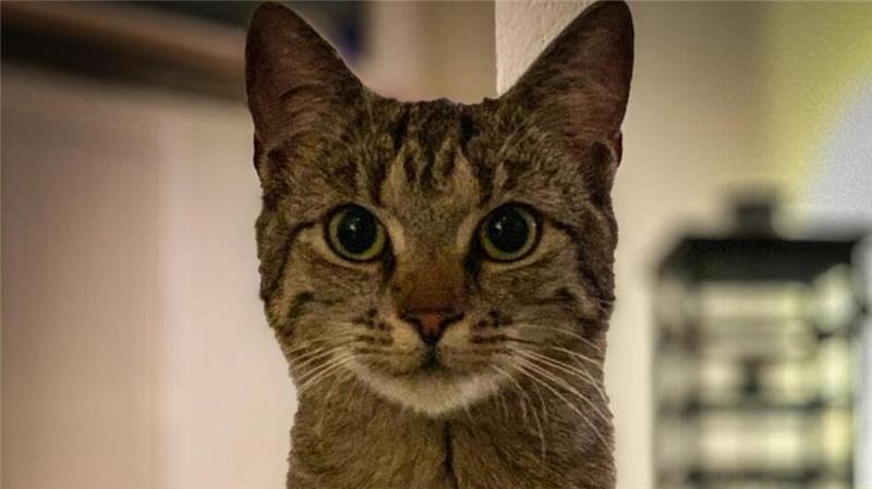 Katze Lilo ist verschwunden – und sie ist nicht die einzige.