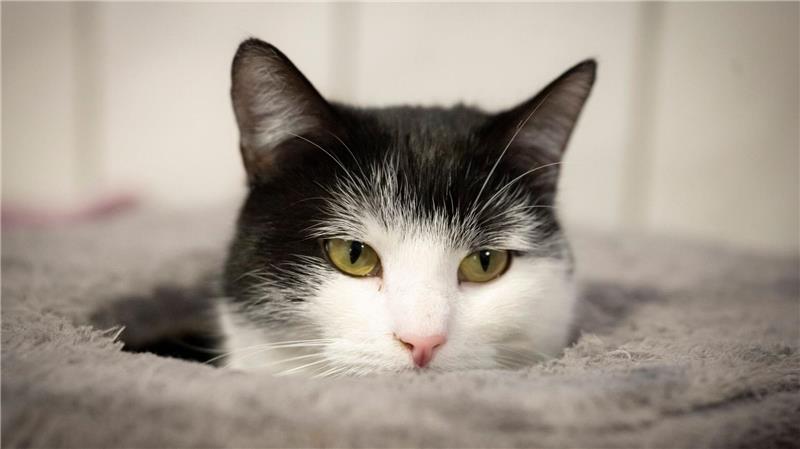 Katze Shila bekommt ein neues Zuhause in Schweden. (Archivbild)