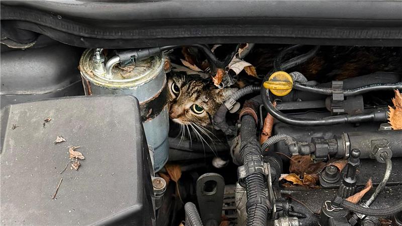 Katze aus Motorraum befreit