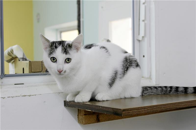 Nur kastrierte Katzen sollen in Braunlage nach draußen dürfen Katzen, die im Haus bleiben, sind von den Regelungen in der Katzenschutzverordnung ausgenommen, die der Ausschuss für Bau, Verkehr, Umwelt, Wirtschaft und Tourismus dem Rat mehrheitlich empfiehlt. Archivfoto: Fricke