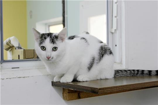 Katzen, die im Haus bleiben, sind von den Regelungen in der Katzenschutzverordnung ausgenommen, die der Ausschuss für Bau, Verkehr, Umwelt, Wirtschaft und Tourismus dem Rat mehrheitlich empfiehlt.  Archivfoto: Fricke