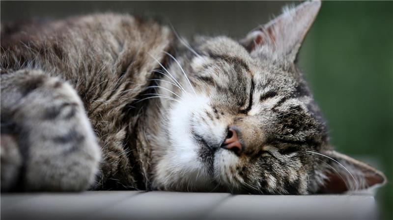 Cat Content gesucht: Forscher werten Katzenvideos aus Katzen schlafen häufiger auf der linken Seite, aber wieso eigentlich genau? Forscher haben eine Vermutung. (Symbolfoto)
