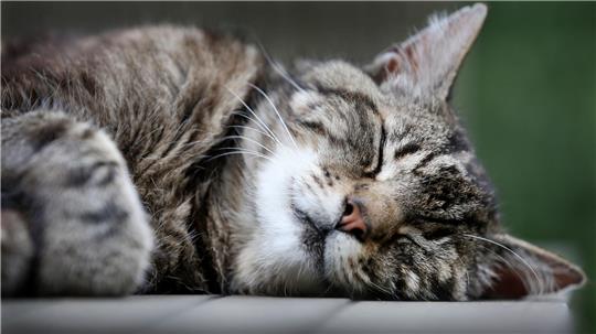 Katzen schlummern einer Studie zufolge am liebsten auf der linken Seite liegend. (Archivbild)