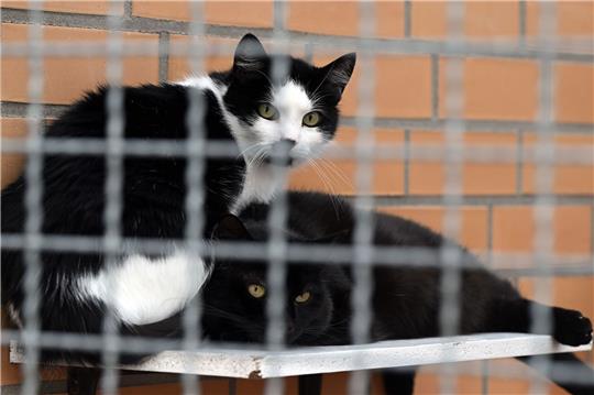 Katzen sitzen im Tierheim Leverkusen.
