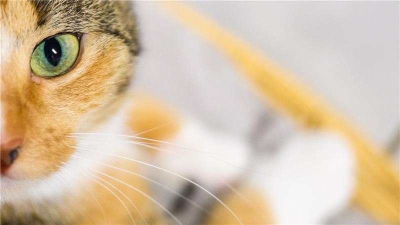 Cat Content gesucht: Forscher werten Katzenvideos aus Katzenbesitzer sollen der Wissenschaft helfen: Mit Handyvideos ihrer Lieblinge. (Symbolbild)