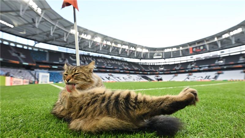 Katzenwäsche vor dem Finale