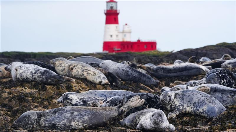 Kegelrobben-Kolonie auf den Farne-Inseln vor Northumberland