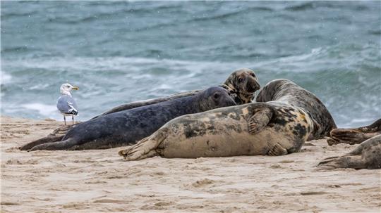 Kegelrobben auf Monomoy Island im US-Bundesstaat Massachusetts. Die Vogelgrippe tötet in den USA Hunderte Robben.