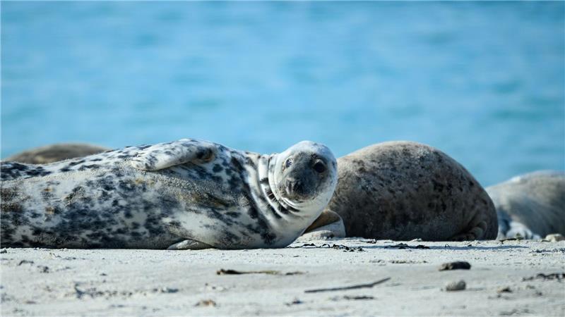 Kegelrobbennutzen die Düne zur Aufzucht ihrer Jungen. (Archivbild)
