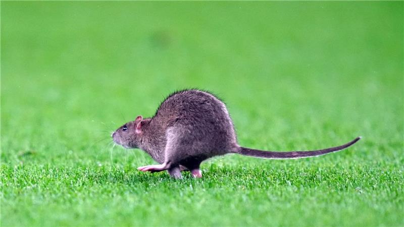 Ratte stört WM-Quali-Spiel - Courtois‘ Fangversuch misslingt Kein Symbolbild: Diese Ratte lief in Cardiff über den Stadionrasen.