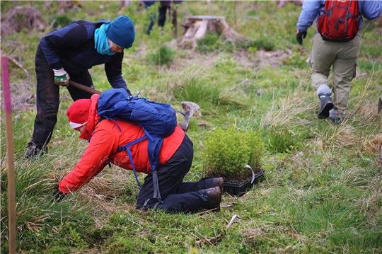 Kein leichter Einsatz für den Wald von morgen. Die Helfer des Bergwaldprojektes pflanzen am Schlangenweg in Braunlage insgesamt 20.000 Bäume.  Fotos: Jung