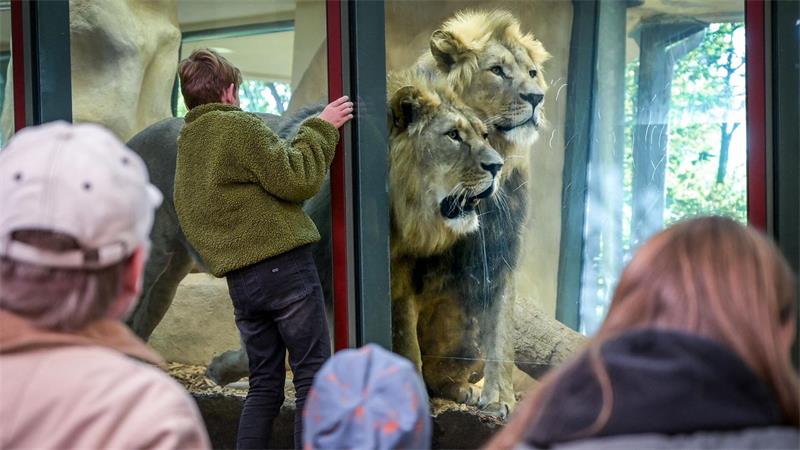Keine Angst vor großen Löwen - Besucher im Zoo Halle schauen hinter die Kulissen.