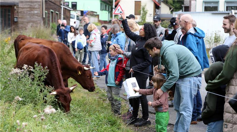 Keine Berührungsangst herrscht beim Weidefest zwischen Mensch und Tier.