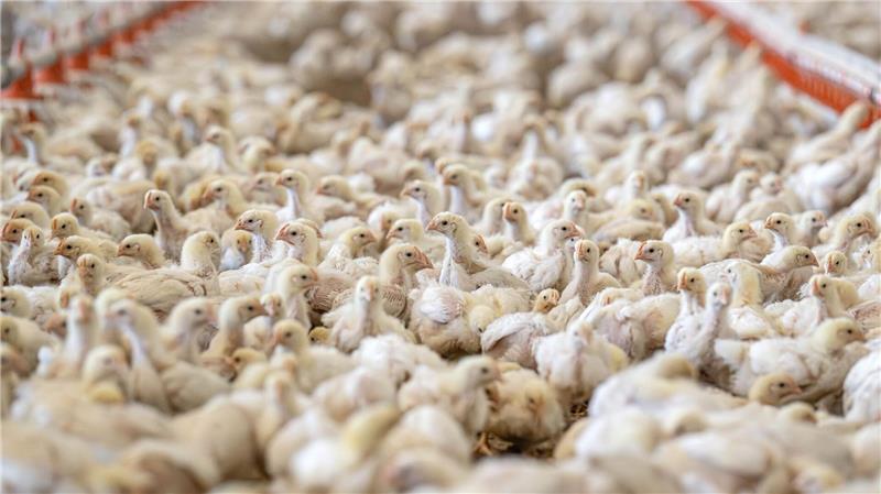 2.500 Hühner sterben bei Verkehrsunfall in Cloppenburg Keines der Hühner überlebte den Verkehrsunfall in Cloppenburg. (Symbolbild)
