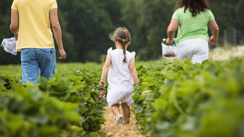 Erdbeeren selber pflücken: So gelingt das Familien-Erlebnis Kinder freuen sich, wenn sie einen eigenen Erntekorb haben.