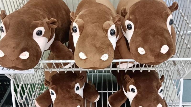 Ein Hippo-Mädchen als Kassenschlager: Das Phänomen Moo Deng Kinder in Thailand lieben Moo-Deng-Plüschtiere.