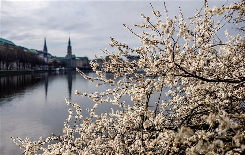 Frühling beginnt mit milden Temperaturen Kirschbäume blühen an der Hamburger Binnenalster.