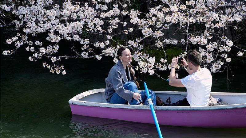Kirschblüten über dem Wasser: Paar fährt im Boot am Chidorigafuchi-Palastgraben in Tokio, Japan