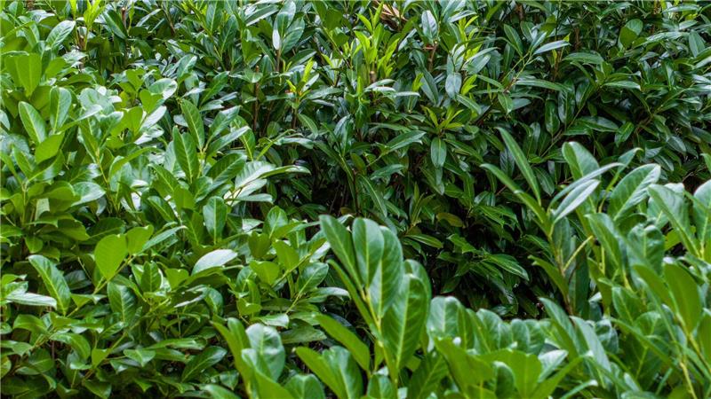 Kirschlorbeer ist wie Hortensien und Forsythien ökologisch nahezu wertlos. (Archivbild)