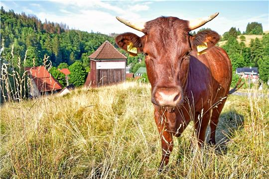 Klara heißt die schönste Rothaarige im Land – sie wurde beim Harzer Landwirtschaftsfest in Halberstadt zum schönsten rothaarigen Rind Deutschlands gekürt. Foto: Neumann