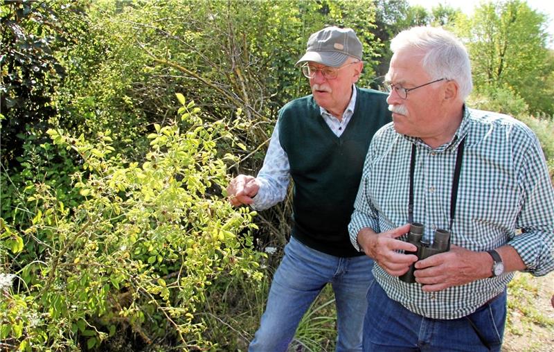 Insekten-Pirsch in der Wölky-Kiesgrube in Isingerode Klaus-Dieter Bartels (li) und Rolf Reichelt entdecken eine Heuschrecke. Foto: Hohaus