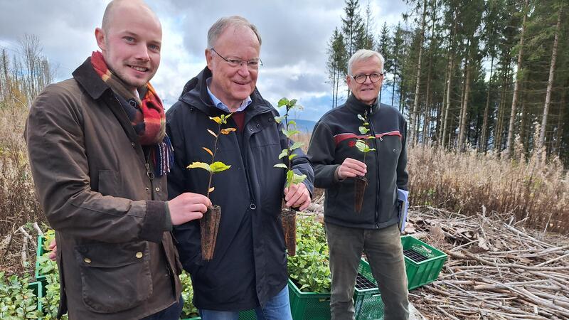Mit Weil im Wald: Spitzen gegen Söder und quietschgelbe Stiefel Klaus Merker (r.) und SPD-Landtagsabgeordneter Christoph Willeke umrahmen Stephan Weil. Alle drei halten kleine Rotbuchen in der Hand.