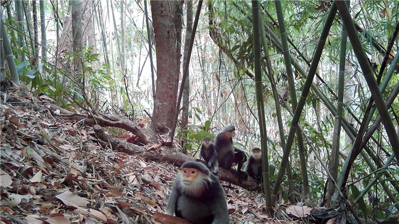 Kleideraffen gelten als einige der schönsten Primaten der Welt - aber sie sind extrem selten.