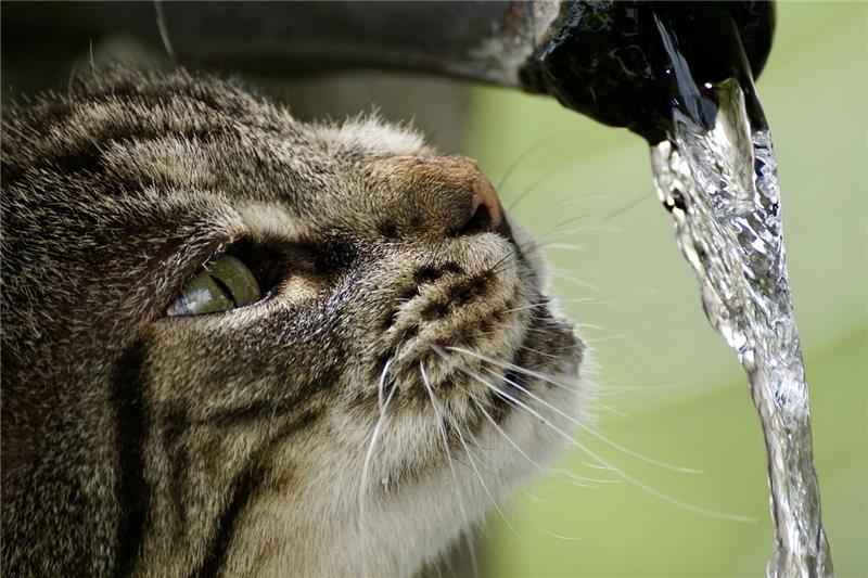 Wie Sie Ihre Haustiere vor Hitze schützen Kleine Erfrischung: Eine Katze trinkt von einem laufenden Wasserhahn. Foto: dpa