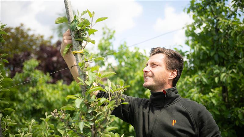 Gutes Frühjahr für Äpfel im Alten Land Kleine Früchte an Apfelbäumen in Jork.