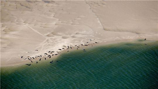 Kleine braune, dunkle Flecken im Sand: Wer die Seehunde erkennen will, muss aus der Luft genau hinsehen. (Archivbild)