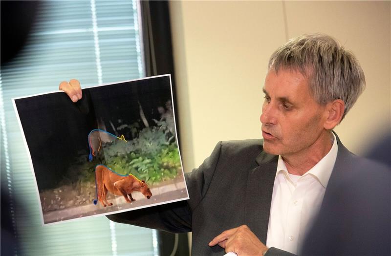 Raubtiersuche bei Berlin: Zweifel an der Wildschwein-Theorie Kleinmachnow-Bürgermeister Michael Grubert erklärt anhand von Fotos, weshalb es sich bei dem gesuchten Raubtier um keine Löwin handelt.