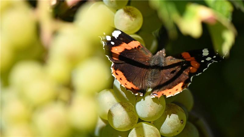 Bilder des Tages Kloster Pforta: Admiral-Schmetterling sorgt für Farbtupfer bei der Weinlese in Sachsen-Anhalt.