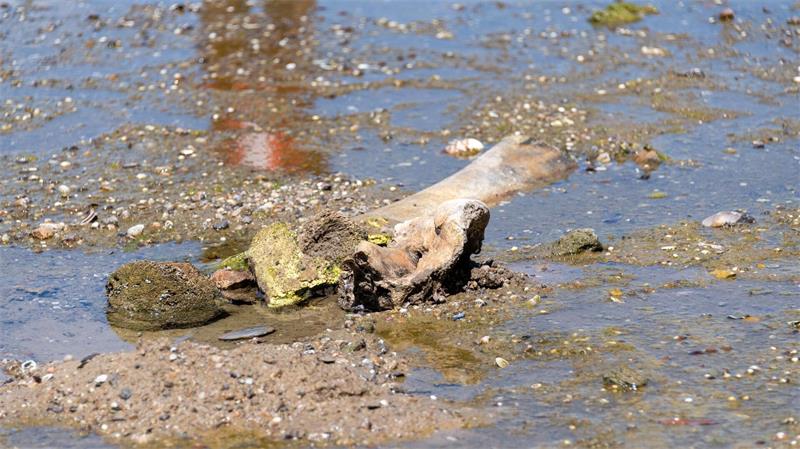Wasserarme Donau wird zur Asservatenkammer der Geschichte Knochen eines Mammuts tauchten im bulgarischen Abschnitt der Donau auf.