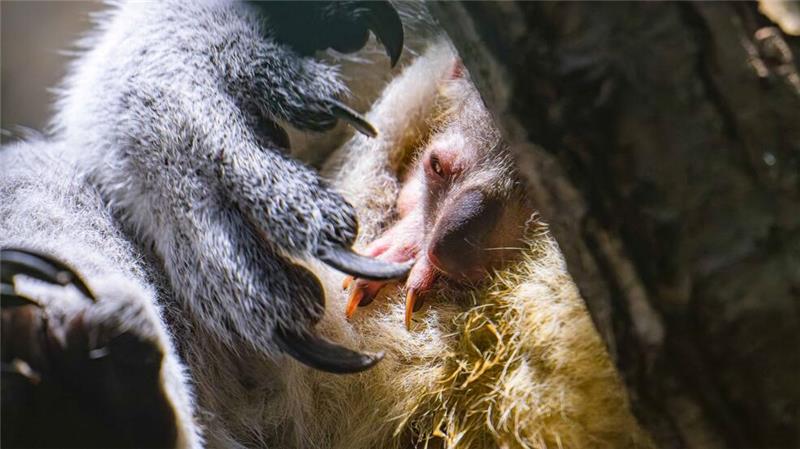 Nach Koala-Drama wieder Nachwuchs im Duisburger Zoo Koala-Nachwuchs in Duisburg: Das Jungtier schaut vorsichtig aus dem Beutel.