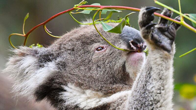 Koala-Knuddeln verboten: Welche Regeln gelten in Down Under? Koalas fressen fast ausschließlich Eukalyptusblätter. (Archivbild)
