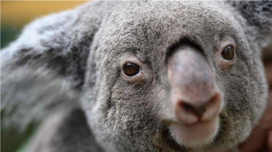 Koalas gehören zu den ikonischsten Tieren Australiens. (Archivbild)