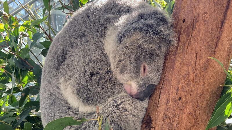 Koala-Knuddeln verboten: Welche Regeln gelten in Down Under? Koalas schlafen rund 20 Stunden am Tag. (Archivbild)