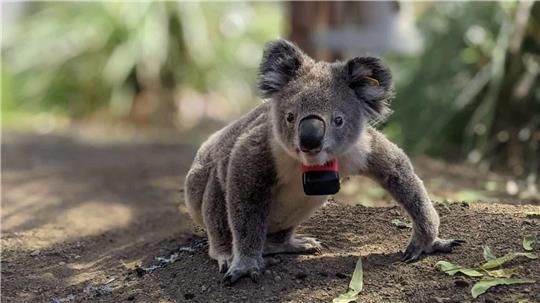Koalas sind bedroht - etwa durch die Rodung von Bäumen, wie eine Studie nun herausfand.