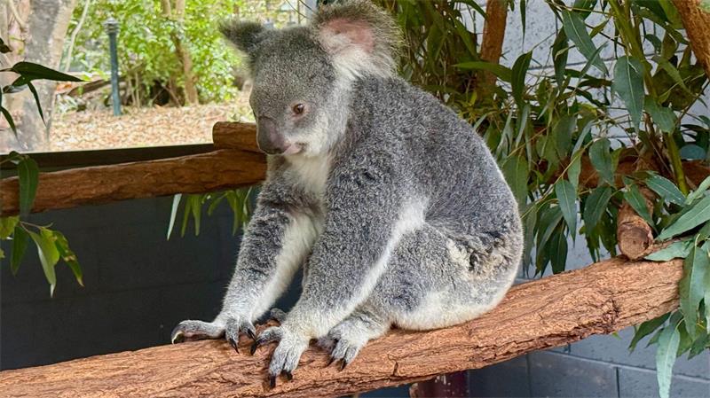 Koalas verlieren immer mehr ihres natürlichen Lebensraums.