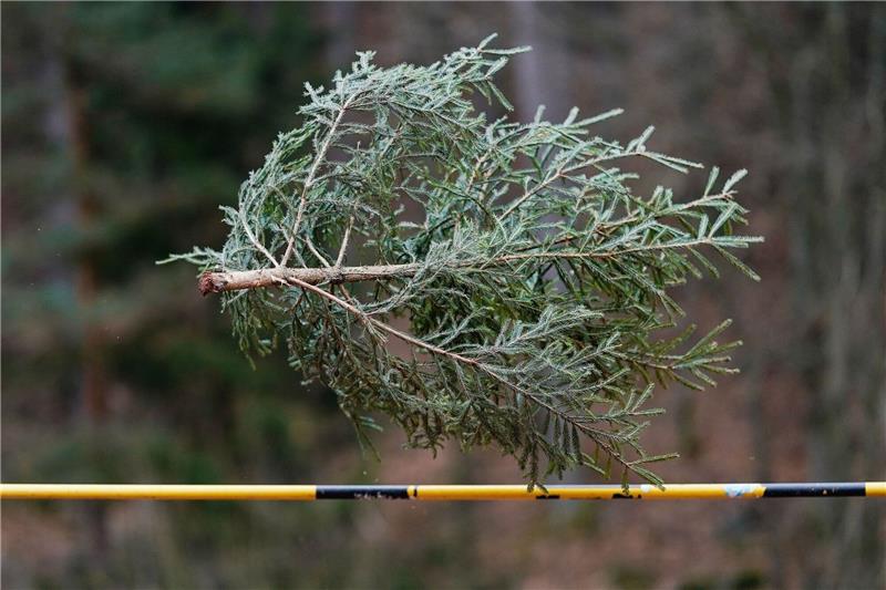 Könnten Sie einen Weihnachtsbaum mehr als sieben Meter weit werfen? Falls ja: Ab ins rheinland-pfälzische Weidenthal! Dort trifft sich alljährliche die Elite dieses - sagen wir - Sports.