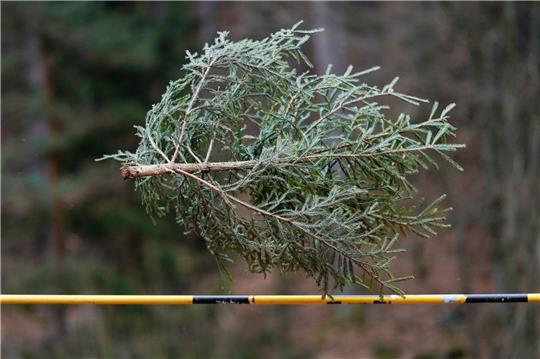 Könnten Sie einen Weihnachtsbaum mehr als sieben Meter weit werfen? Falls ja: Ab ins rheinland-pfälzische Weidenthal! Dort trifft sich alljährliche die Elite dieses - sagen wir - Sports.