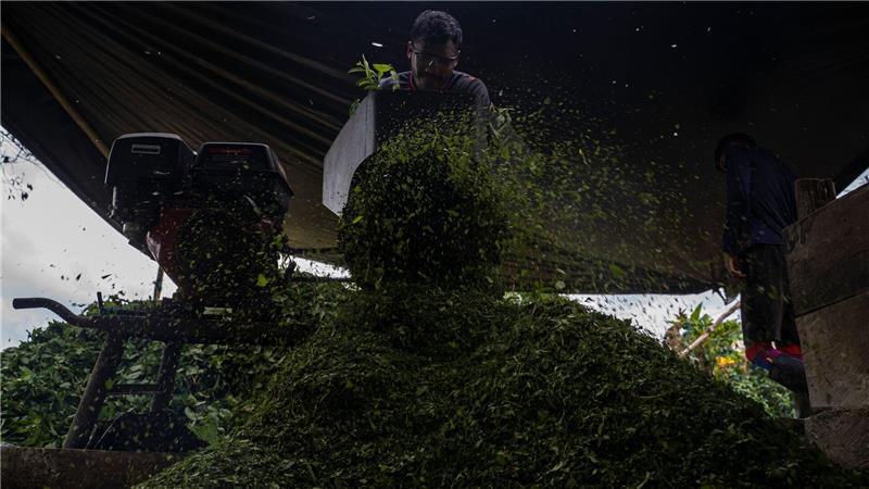 Kolumbien ist der größte Kokainproduzent der Welt. (Archivbild)