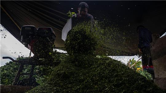 Kolumbien ist der größte Kokainproduzent der Welt. (Archivbild)